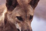 Are Dingoes an Endangered Species?