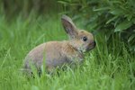 Muscle Spasms in Rabbits