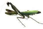 How to Know When a Praying Mantis Is Pregnant