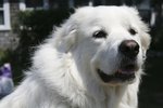 Great Pyrenees & Skin Problems