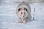 Which Arctic Animal Has the Warmest Fur?