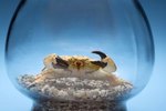 Types of Freshwater Aquarium Crabs