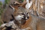 Threats to Survival of the Gray Fox