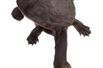 How to Keep Eastern Long-Necked Turtles As Pets