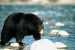 What Do Kermode Bears Eat?