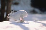 What Happens to Rabbits in the Winter?