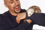 How to Stop Ferrets From Biting