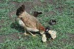How to Care for the Broody Hen & Her New Hatch