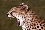 What Is Similar to a Cheetah?