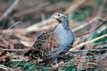 How to Raise Hungarian Partridges