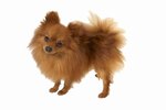 How to Use a Furminator on a Pomeranian