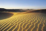 What's the Most Venomous Snake in the Sahara Desert?