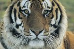 Three Reasons the Siberian Tiger Is Endangered