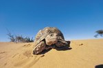 Desert Tortoise Adaptations