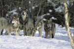Wolf Packs & Their Pecking Order