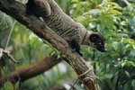 What Type of Animal Is an Asian Palm Civet?