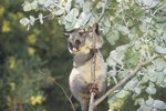 What Are the Five Species of the Brush-Tailed Possum?