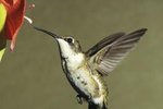 How to Tell the Gender of Hummingbirds