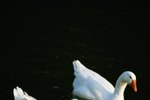 For How Long Does a Swan Live?