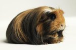 Can Guinea Pigs Learn to Walk on a Leash?