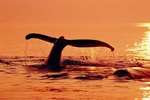 What Do Whales Do at Night?