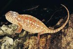 Chameleon Lifespan in Captivity