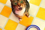 Can I Feed My Cat Cooked Hamburger?