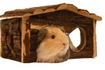 What Woods Are Safe When Building Guinea Pig Houses?
