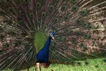 How to Tell Female Peacocks From Male Peacocks