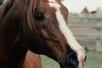 What Does it Mean When a Horse Foams at the Mouth?