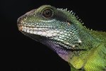 Parts of the Chameleon
