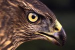The Behavior of the Red-Tailed Hawk