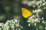 Life Cycle of an Orange Sulphur Butterfly