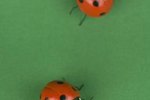 Do Male or Female Ladybugs Have Spots?