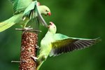 How to Take Care of a Indian Ringneck Parrot