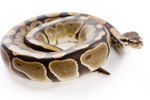 Tips on Taking Care of Ball Pythons