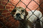 How Long Do Animal Shelters Keep Animals Before Putting Them to Sleep?