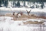Animals With Antlers in the Tundra