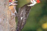 How to Build a Pileated Woodpecker House