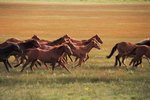Adaptations of Mustang Horses