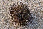 Sea Urchin Venom Effects