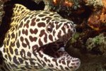 What Do Saltwater Aquarium Eels Eat?