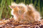 How Many Days Until a Baby Bird Can Open Its Eyes?