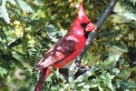 Red Cardinal Bird Habitat
