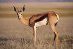 What Does Springbok Eat?