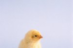Can a Baby Chick Be Revived When It Gets Too Cold?
