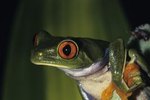 What Eats Frogs in the Rainforest?
