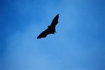 Interesting Facts About the Greater Horseshoe Bat