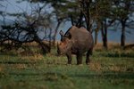 Where the Black Rhinoceros Lives