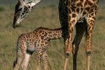 What Are Some Unique Internal Structures of a Giraffe?